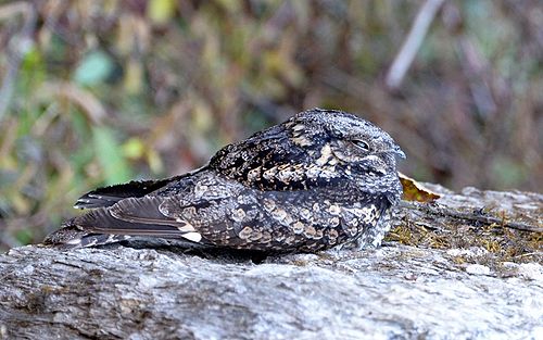 Jungle nightjar